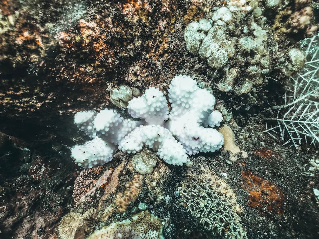A bleached, lifeless coral on a dark sea floor — the collapse of the Devonian reefs.